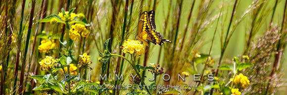 Giant Swallowtail - BS/P0098