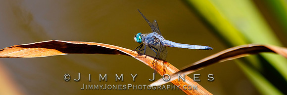 Blue Dasher Dragonfly - BS/P0099