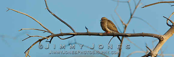 Mourning Dove - BS/P0100
