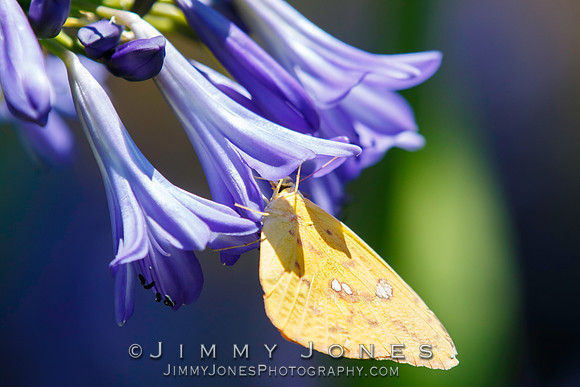 Clouded Sulphur Butterfly