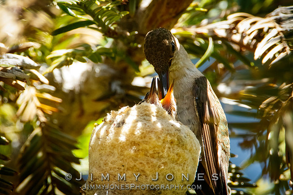 Black-chinned Hummingbird at Nest