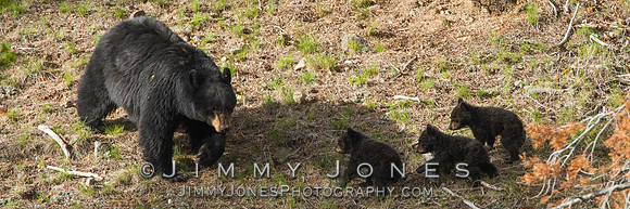 Black Bears - BS/P0102