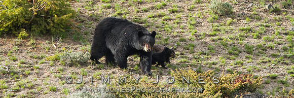 Black Bears - BS/P0104