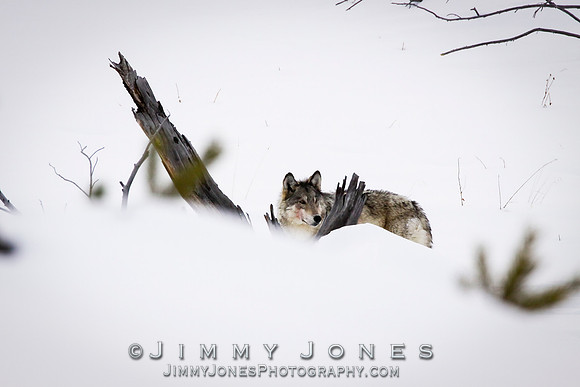 '06 Female Wolf
