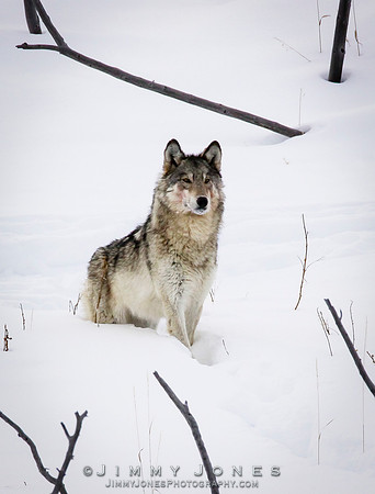'06 Female Wolf