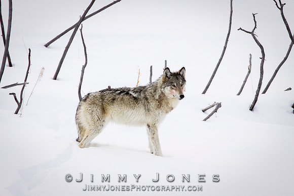 '06 Female Wolf