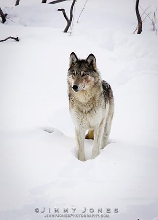 '06 Female Wolf