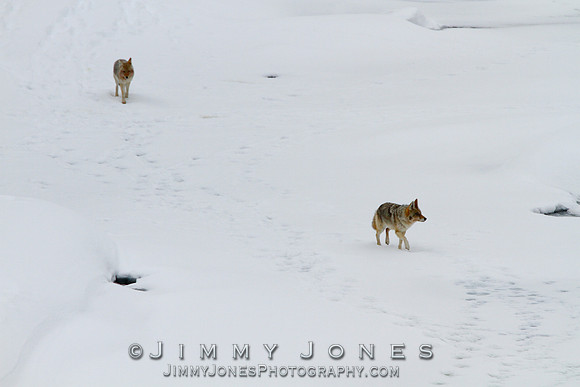 Coyotes