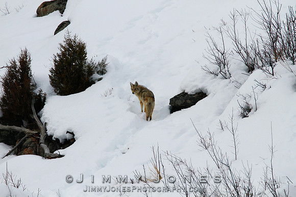 Coyote