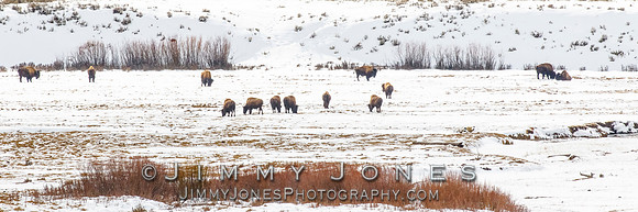 Bison