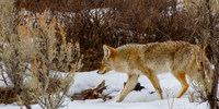 Coyote