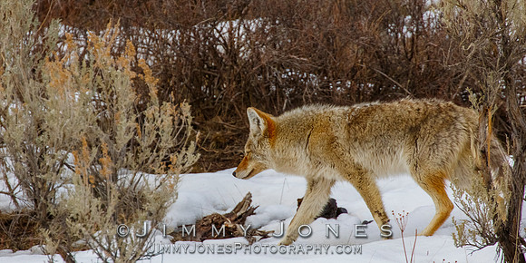 Coyote