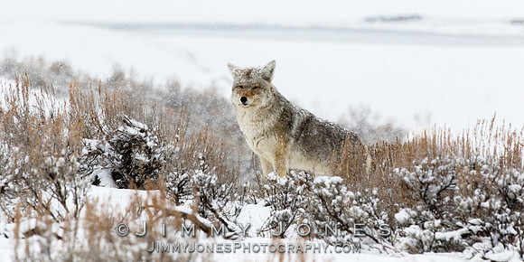 Coyote