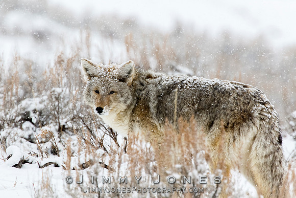 Coyote