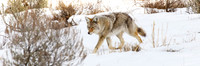 Coyote