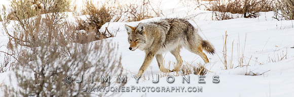 Coyote