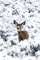 Mule Deer