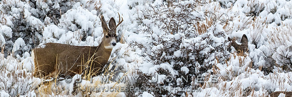 Mule Deer