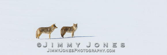 Coyotes