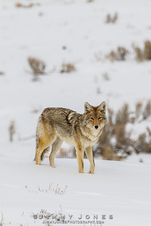 Coyote