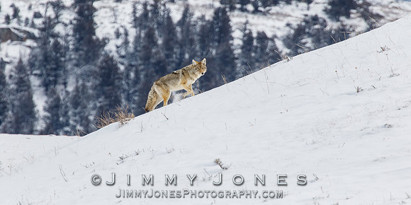 Coyote
