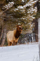 Elk Cow