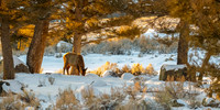 Yellowstone Winter 2026