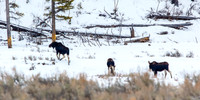Moose