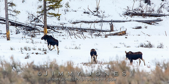 Moose