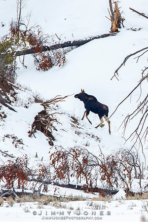 Moose