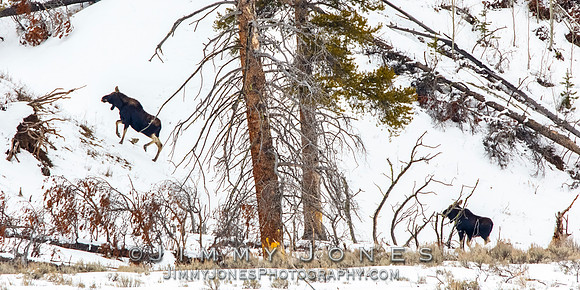 Moose