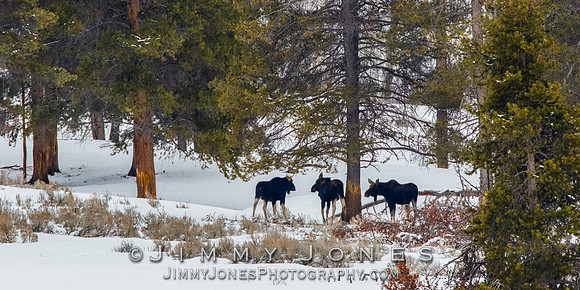 Moose