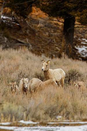 Big Horn