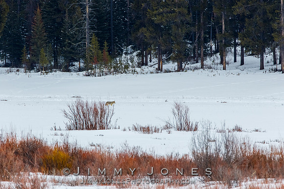 Coyote