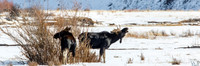 Moose