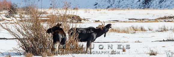 Moose