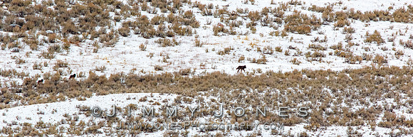 Junction Butte Wolves