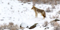 Coyote