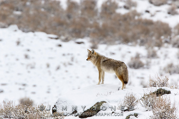 Coyote