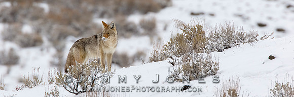 Coyote