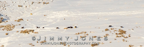 Junction Butte Wolves