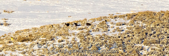 Junction Butte Wolves