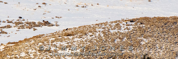 Junction Butte Wolves