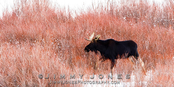 Moose