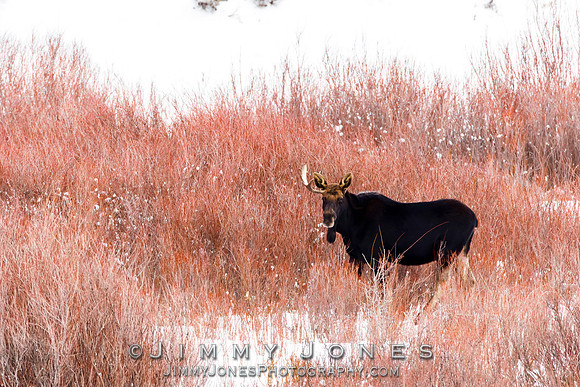 Moose