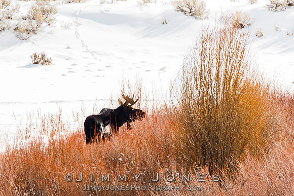 Moose