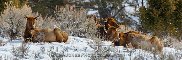 Sleeping Elk Cows