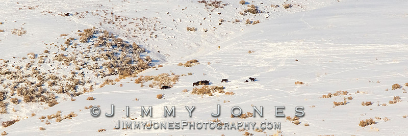 Junction Butte Wolves