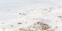 Junction Butte Wolves