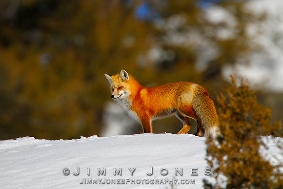Red Fox